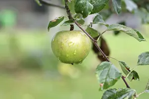 Apple Tree Drucke: Apple tree (Malus), fruit, apple tree