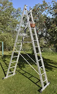 Maloideae Family Plants Drucke: Apple tree (Malus) are harvested with a stepladder