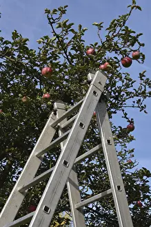 Agricultural Plant Life Drucke: Apple tree (Malus) are harvested with a stepladder