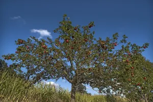 Red Apple Tree Drucke: Apple tree (Malus) with red apples