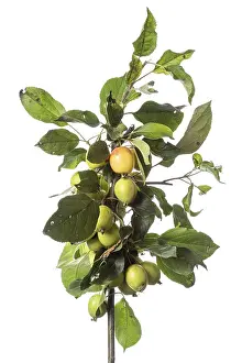 Apple Tree Drucke: Apple tree (Malus), shrub, white background