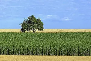 Central European Countryside Scene Drucke: Apple tree (Malus) standing between a corn field and a grain field