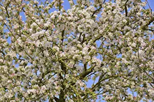 Uninhabited German Landscape Drucke: Apple tree (Malus), tree crown with blossoms