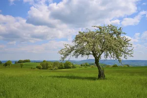 Central European Uplands Scenery Drucke: Apple tree, meadow, clouds, spring