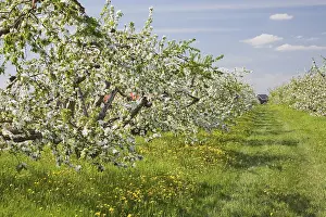 Fruit Blossom Photography Drucke: Apple tree orchard at springtime