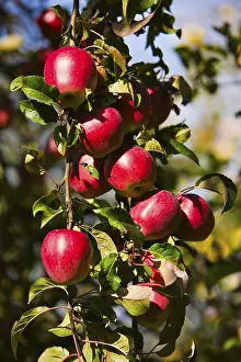 Deciduous Fruit Trees Drucke: Apple tree with red apples