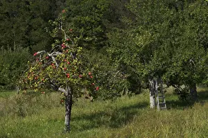 German Agricultural Landscape Drucke: Apple tree, red apples, full, plums