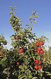 Central European Nature Scene Drucke: Apple tree with red apples, Germany