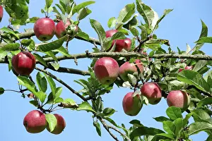 Apple Tree Germany Drucke: Apple tree, September, Germany