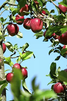 Central Europe Deciduous Trees Drucke: Apple tree, September, Germany