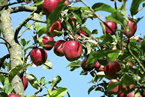 Deserted Apple Orchard Drucke: Apple tree, September, Germany