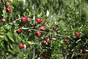 Rosaceae Family Trees Drucke: Apple tree, September, Germany
