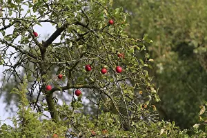 Rosaceae Plant Drucke: Apple tree, September, Germany