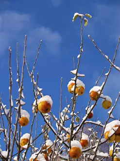 Central Europe Botanical Garden Drucke: Apple tree with snow, Ruprechtice