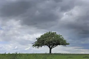 Stormy Sky Drucke: Apple tree in front of a stormy sky