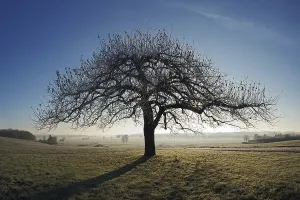 Deserted Orchard Scene Drucke: Apple tree at sunrise