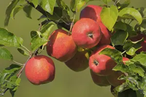 Deciduous Fruit Trees Drucke: Apple Tree Variety : Idared