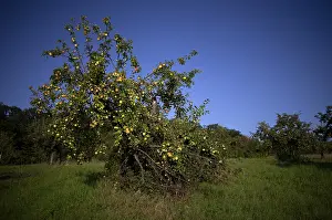 Fruit Growing In Europe Drucke: Apple tree, yellow apples, full