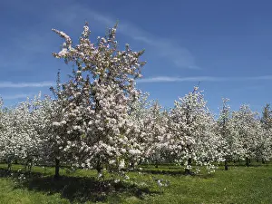 Fruit Tree Flowering Season Drucke: Apple trees in full bloom under blue sky