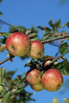 Agricultural Crops Images Drucke: Apples