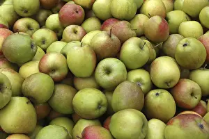 Deserted Apple Orchard Drucke: Apples