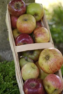 Healthy Eating Apples Drucke: Apples in a basket