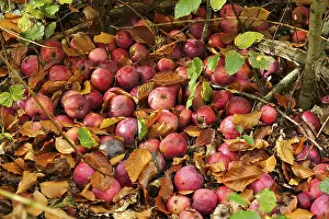 Autumn Garden Drucke: Apples, fallen fruit in the garden