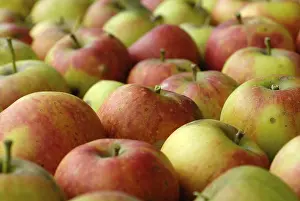 Ecological Gardening Practices Drucke: Apples from the garden