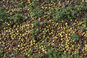 European Foodstuff Drucke: Apples (Malus) lying on the ground