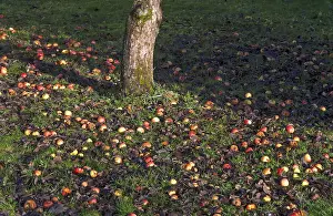 Central Europe Garden Scenes Drucke: Apples (Malus sp.) in grass, fallen fruit