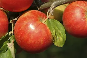 Farm Fresh Produce Drucke: Apples on a tree