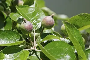 Botany Close Up Shots Drucke: Two apples on tree