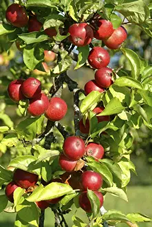 Apple Cultivation Drucke: Apples on tree
