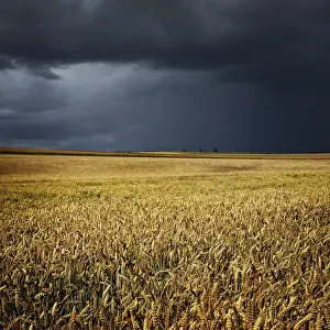 Wheat Field Germany Drucke: Approaching thunderstorm, wheat field under dark clouds