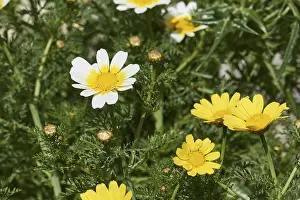 West Crete Island Photography Drucke: Aptera, macro, spring, spring meadows