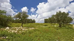 West Crete Island Drucke: Aptera, spring, spring meadows