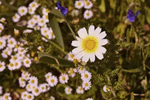 Greek Island Drucke: Aptera, spring, spring meadows