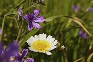 Spring Meadow Crete Drucke: Aptera, spring, spring meadows