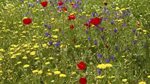 Spring Meadow Drucke: Aptera, spring, spring meadows