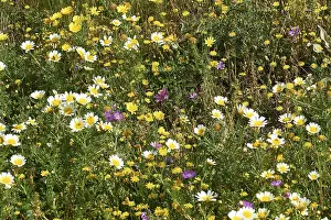 West Crete Landscape Drucke: Aptera, spring, spring meadows