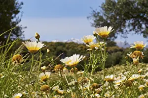 Cloudless Sky Europe Drucke: Aptera, spring, spring meadows