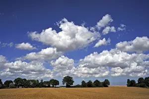 Cumulus Clouds Europe Drucke: Arable field and a row of trees with cumulus clouds