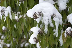 Winter Nature Scenes Drucke: Araliaceae, tree wind, common ivy