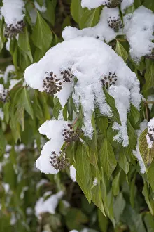 Winter Ivy Drucke: Araliaceae, tree wind, common ivy