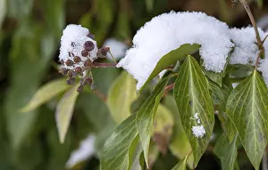 Winter Nature Scenes Drucke: Araliaceae, tree wind, common ivy