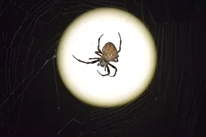 Natural Environment Wildlife Photography Drucke: Araneus Spider on the background of the moon