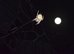Animal In The Wild Photos Drucke: Araneus Spider on the background of the moon