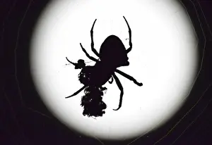 Drucke von Araneus-Spinne auf dem Hintergrund der Mond. Nachtschwalbe in ihrem Netz Weberknecht Drucke: Araneus-Spinne im Hintergrund der Mond.