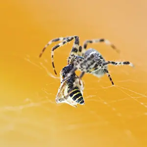 Deserted Wildlife Photography Scene Drucke: Araneus spider eats tangled wasp close up