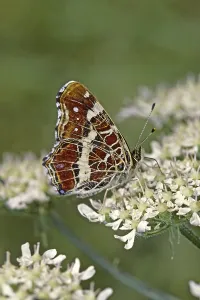 Flying Insect Natural Environment Drucke: Araschnia levana, map